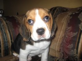 Me llamo Pelusa (Punta Arenas, Chile)