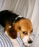 beagle con agujetas
