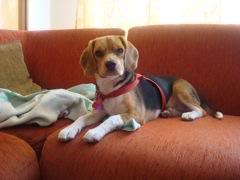 Lupita y Niko: dos beagles de Bogotá