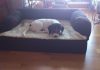 cachorro-beagle-Nano-en-sofa
