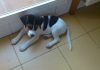 cachorro-beagle-Nano-suelo