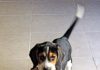 Cachorro de beagle con zapatillas