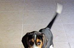 Cachorro de beagle con zapatillas