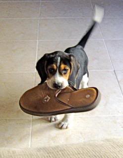 Cachorro de beagle con zapatillas 