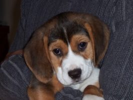 Charlie: un beagle de criadero