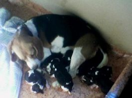 Cuando el cachorro llora Perrita beagle con su camada de seis cachorros.