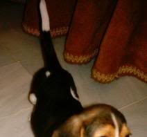 mi perrita beagle Gala