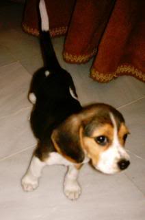 perrita-beagle