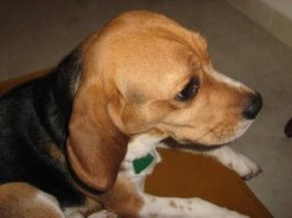 El beagle Mateo de Colombia (Ibagué)