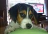 primer plano cachorro beagle Nano