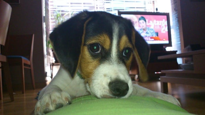 primer plano cachorro beagle Nano