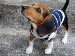 beagle-Kido-Veracruz-abrigado
