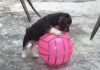beagle-Kido-Veracruz-jugando-pelota