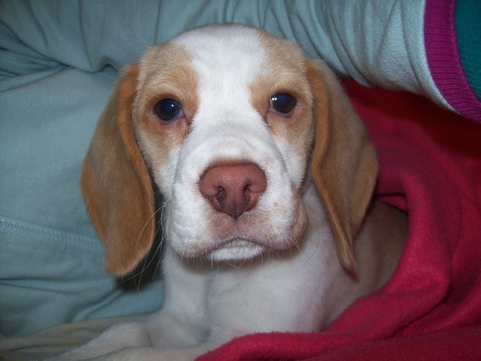 Sorpresa-beagle-bicolor-Colombia