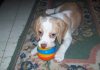Sorpresa-beagle-bicolor-con-juguete