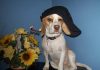 Sorpresa-beagle-con-gorra