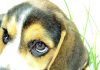 cachorrita-beagle-Luna-Argentina