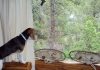 perrita-beagle-Luna-asomada-ventana