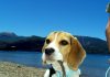 perrita-beagle-Luna-muerde-palo
