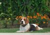 beagle-Rene-cuida-el-jardin