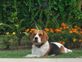beagle-Rene-cuida-el-jardin