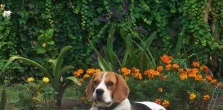 beagle-Rene-cuida-el-jardin