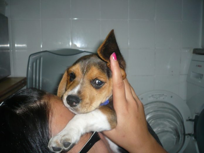 cachorro-beagle-Lolo-Asturias