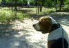la_granja-beagle-Chester