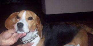 perro-beagle-Pupy-Colombia