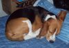 perro-beagle-Pupy-durmiendo