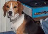perro-beagle-Pupy-sentado