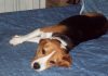 perro-beagle-Pupy-tumbado