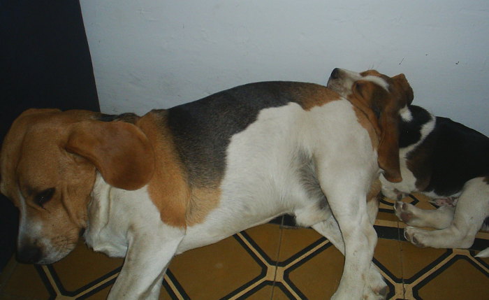 beagles-Pepo-Vicente