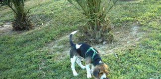 cachorro beagle suelto jardín