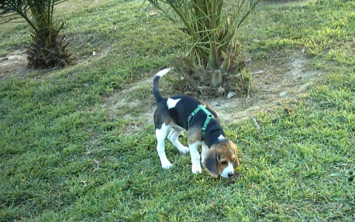 cachorro beagle suelto jardín