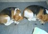 perros-beagles-Pepo-Vicente