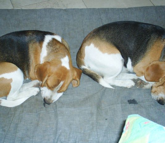 perros-beagles-Pepo-Vicente
