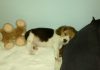 beagle-Elliot-dormido-cama