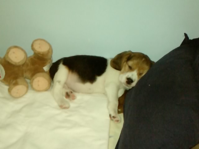 beagle-Elliot-dormido-cama
