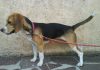 beagle-Luna-Mexico-de pie