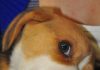 beagle-Galo-Argentina-modisqueando