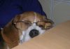 beagle-Galo-con-gafas-Argentina