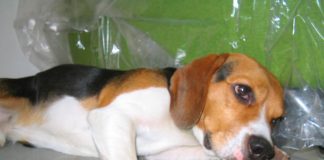 beagle-Simon-Colombia