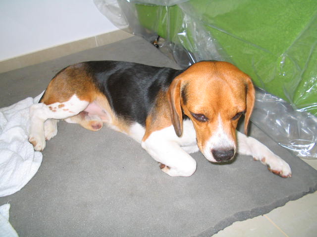 beagle-Simon-Colombia-echado