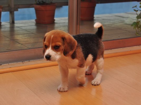 cachorro-beagle-Galo-Argentina