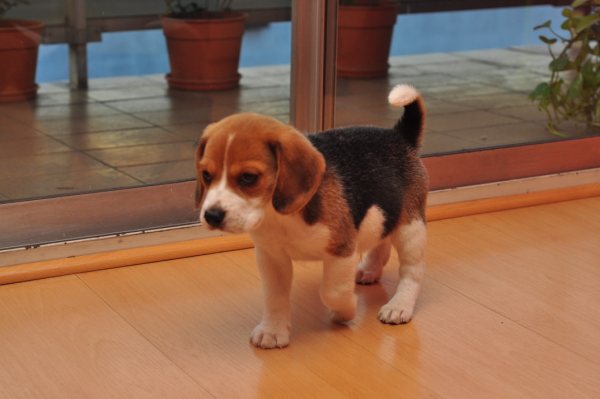 cachorro-beagle-Galo-Argentina
