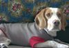 beagle-Odie-con-abrigo