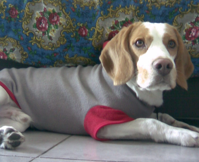 beagle-Odie-con-abrigo