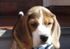 bruno_2M (perros-beagle)