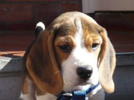 bruno_2M (perros-beagle)